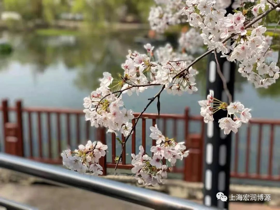 A Rare Wonderland in Shanghai During the Lockdown